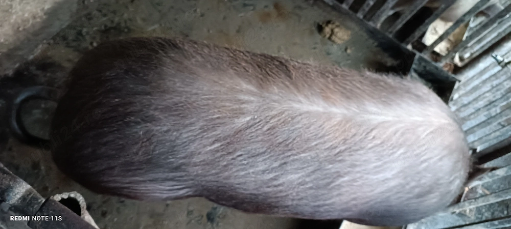 Vând scroafă de tăiat 