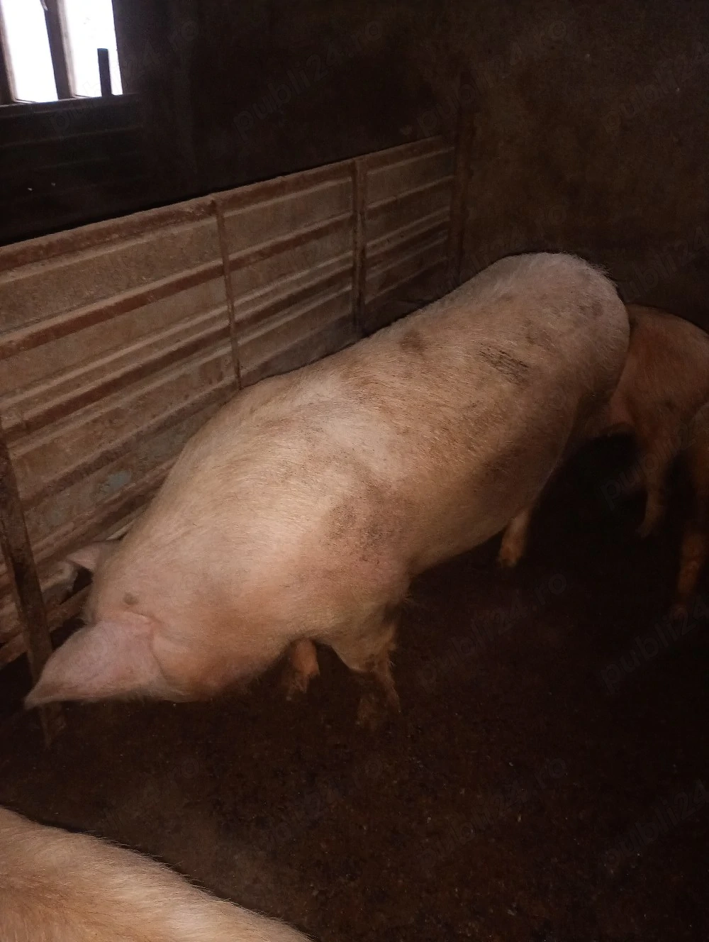 vând porci românesti