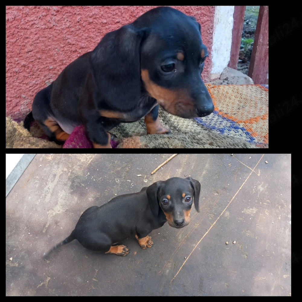 Cățel teckel negru cu pete de foc (tekel,Dachshund,techel