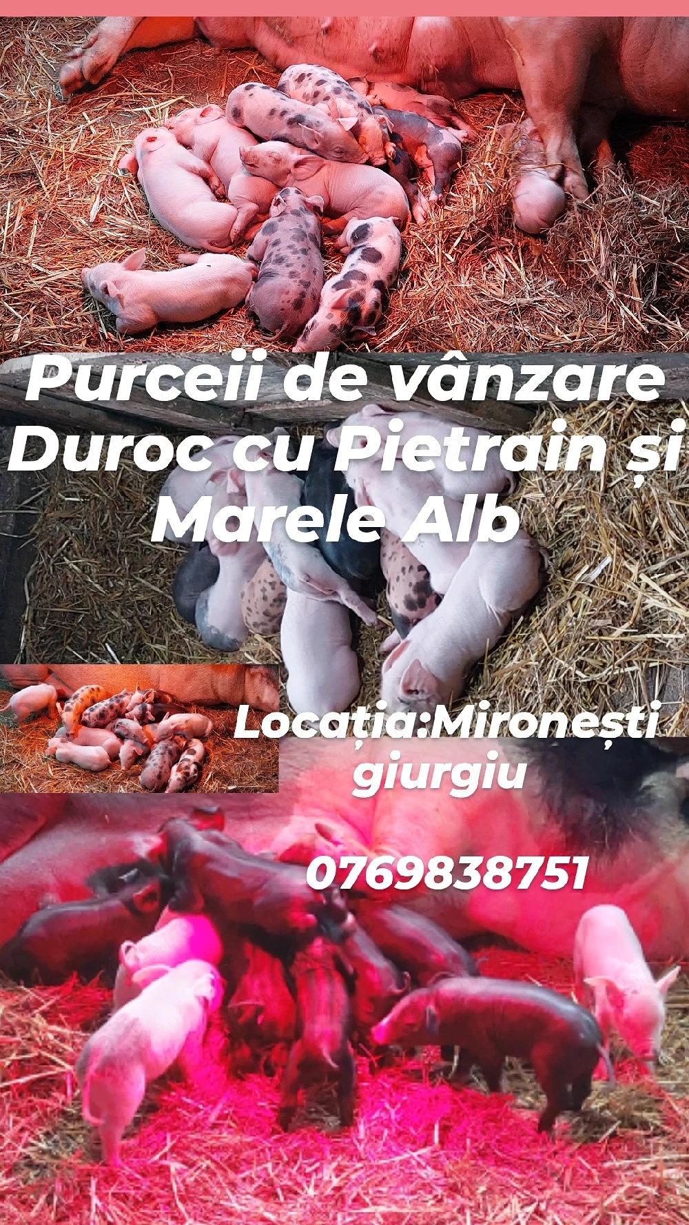 Purceii de vânzare Duroc cu Pietrain și Marele Alb 