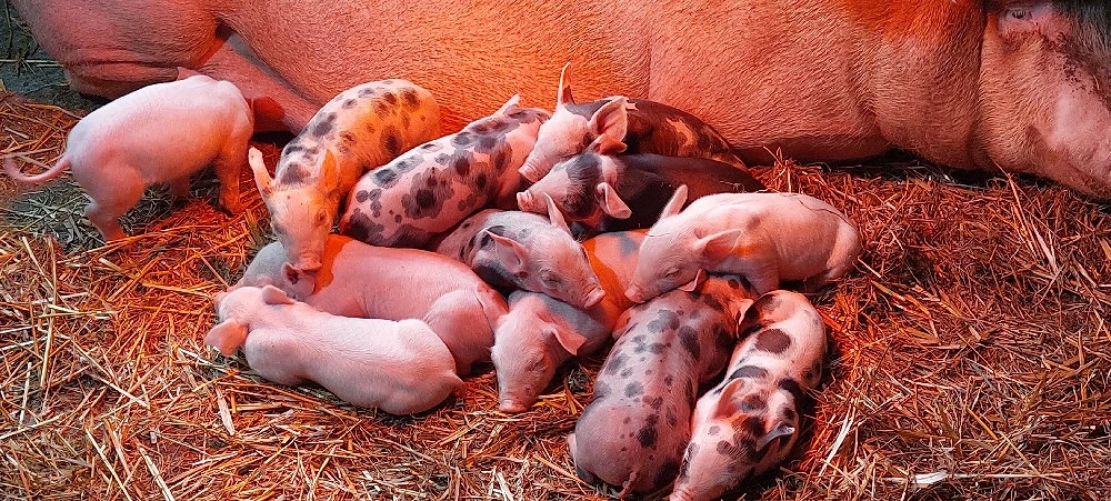 Purceii de vânzare Duroc cu Pietrain și Marele Alb 