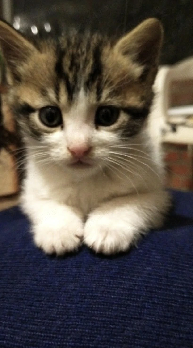 Siberiană de Pădure 