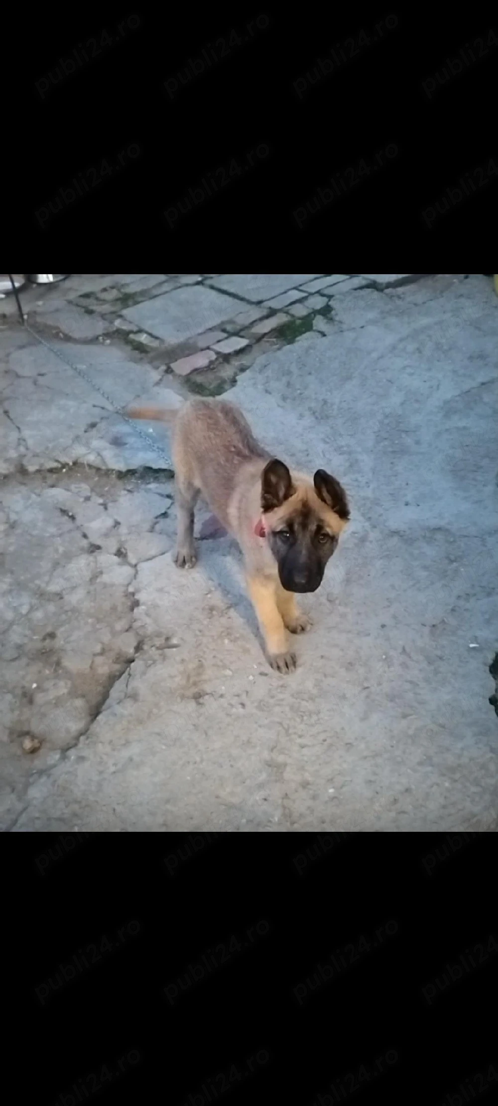 vand caine Ciobanesc belgian malinois!