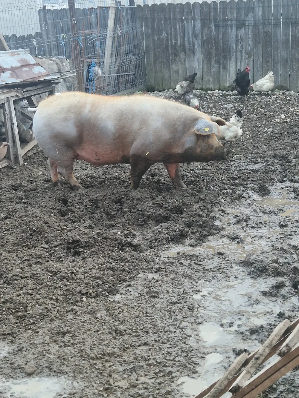 Porci de vanzare