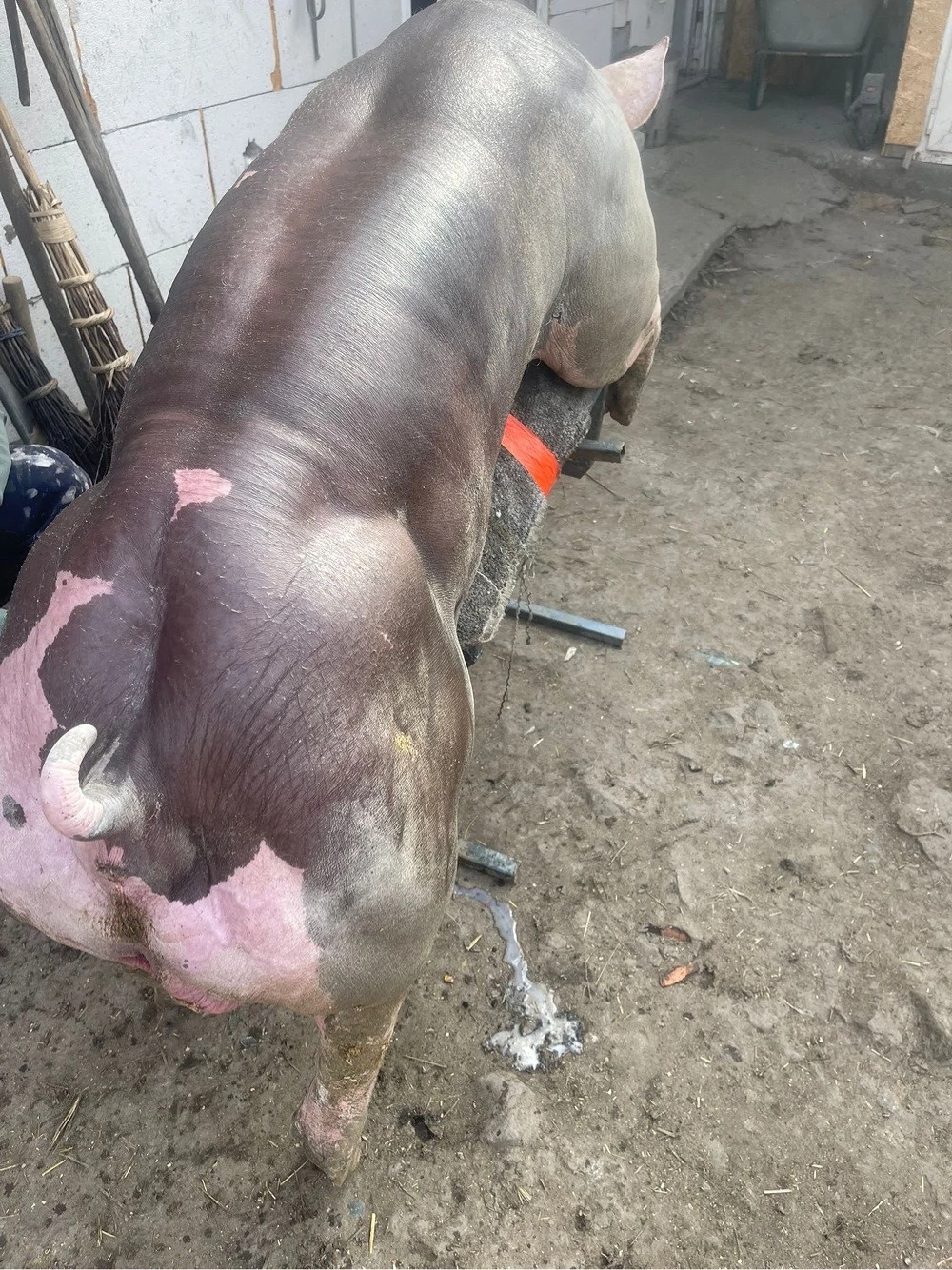 marerial seminal pietrain belgian 