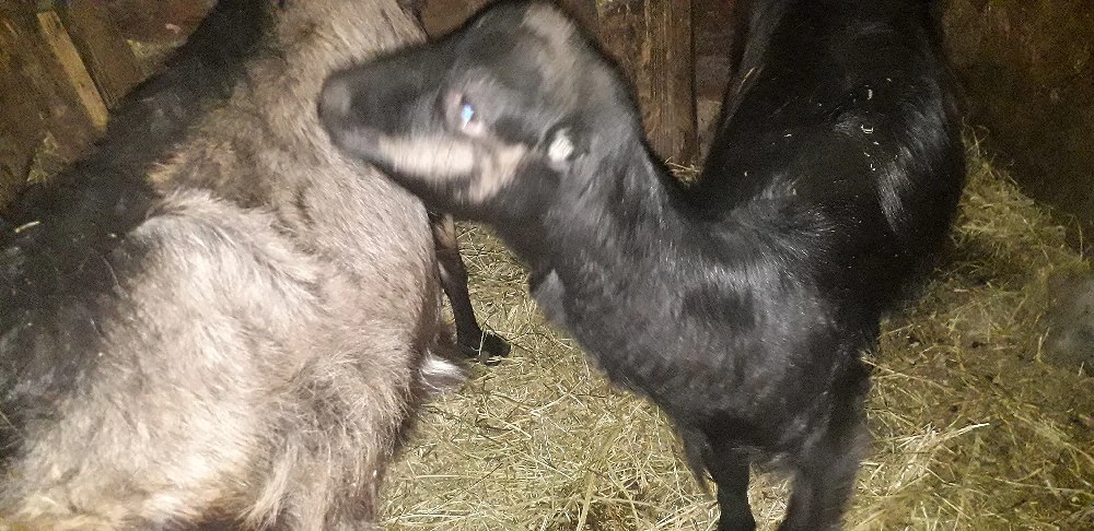 Vănd 2 capre si o iadă 