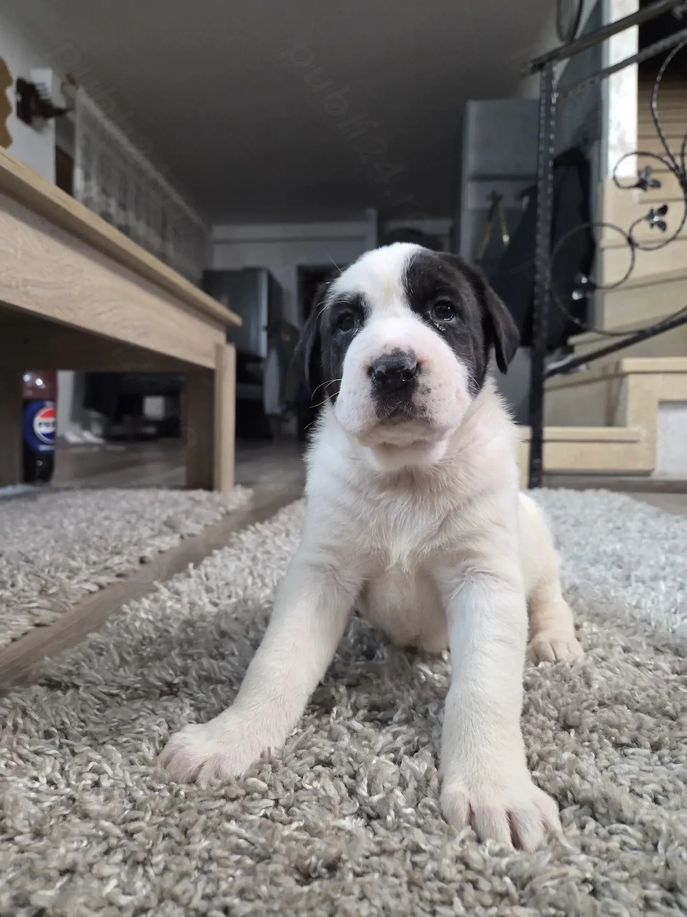 Ciobanesc asia centrala, alabai, cao