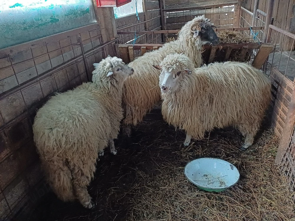 vind 3 miele de anul trecut frumoaseoase.