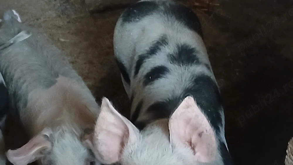 soldani 35-40 si 60-70