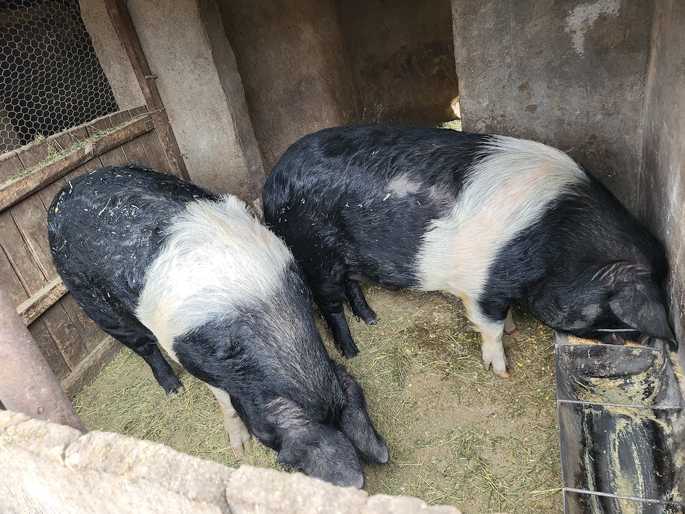 De vanzare, rasa bazna