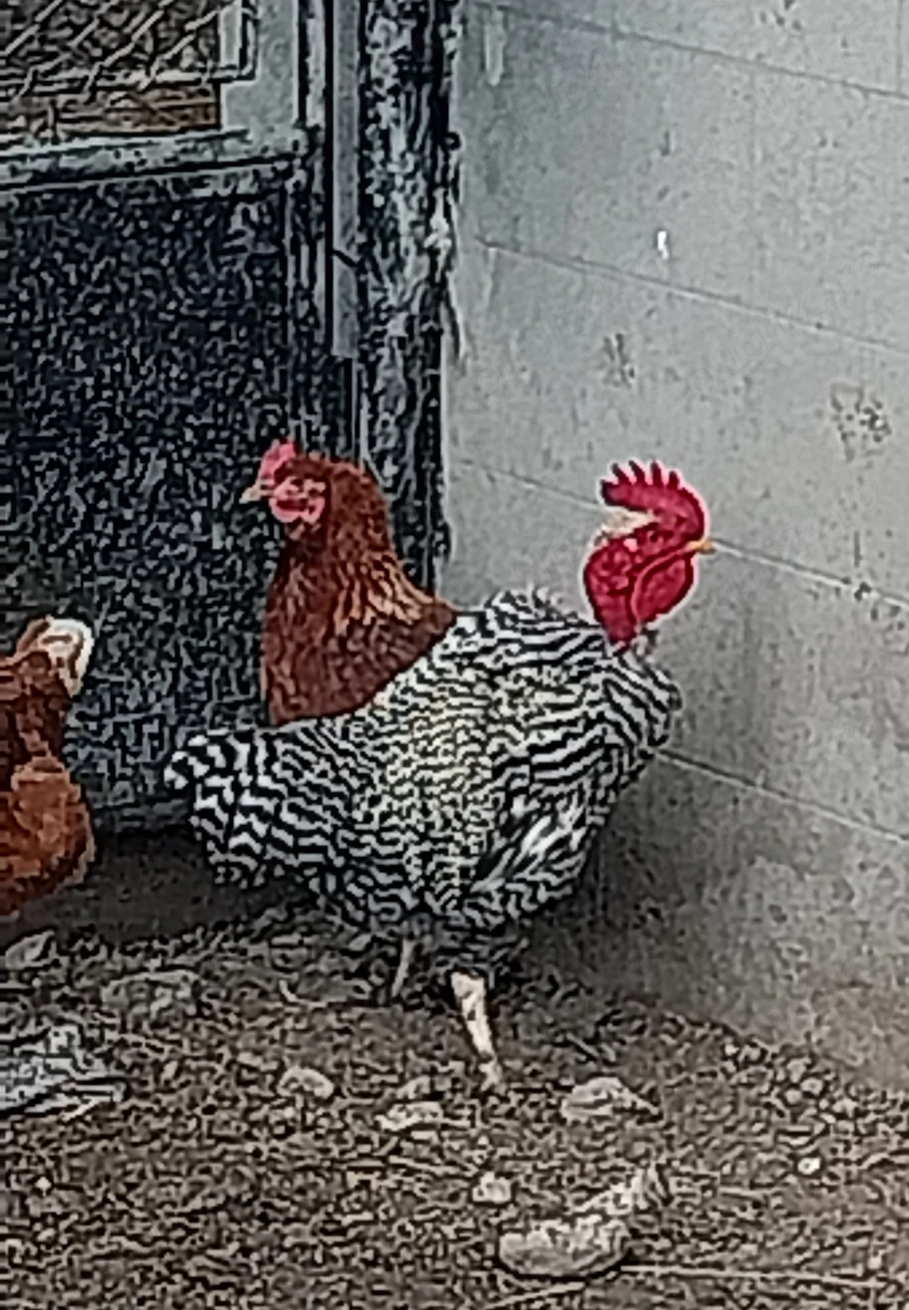 Vând Cocosi ,rate,gaste.