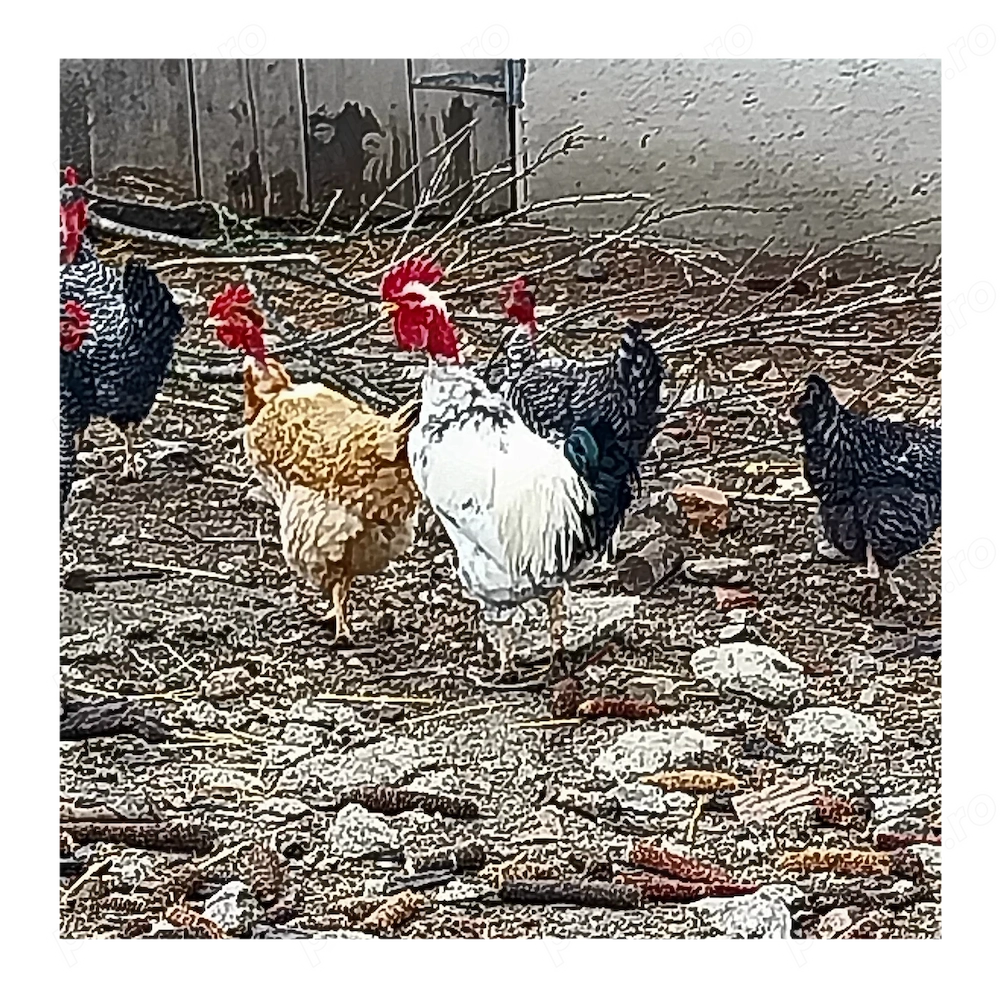 Cocosi de casa ,crescuți cu cereale 