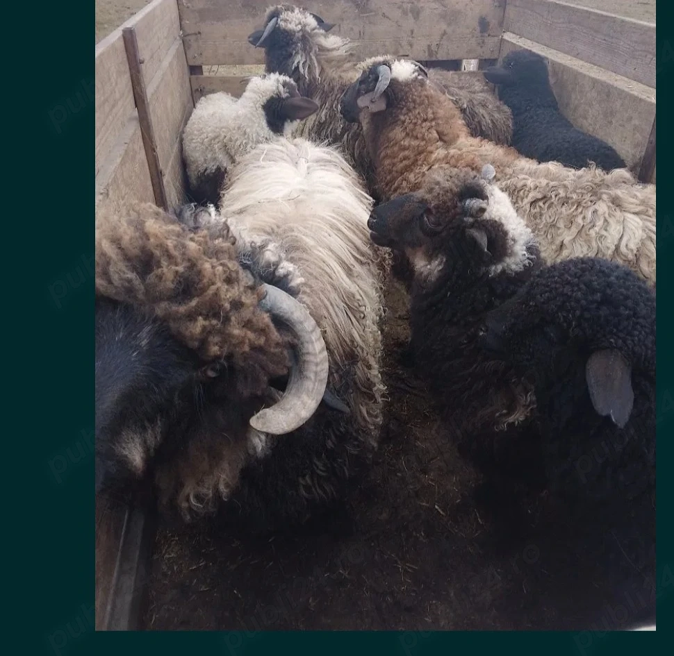 vand miei  iezi  si 2 berbecuti noatin 