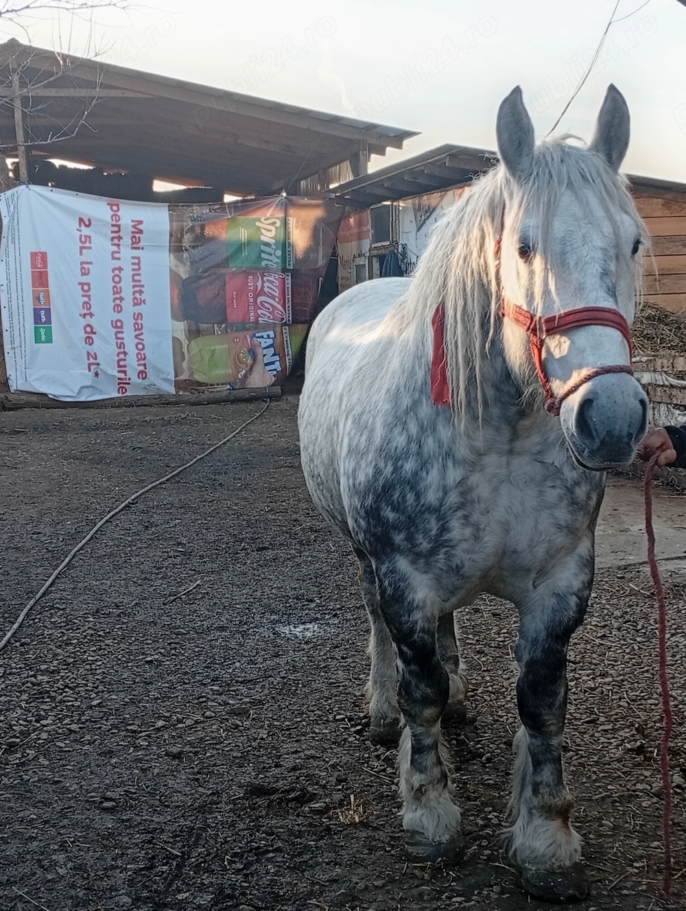 Vând iapa sau schimb doar cu vaci sau vitei
