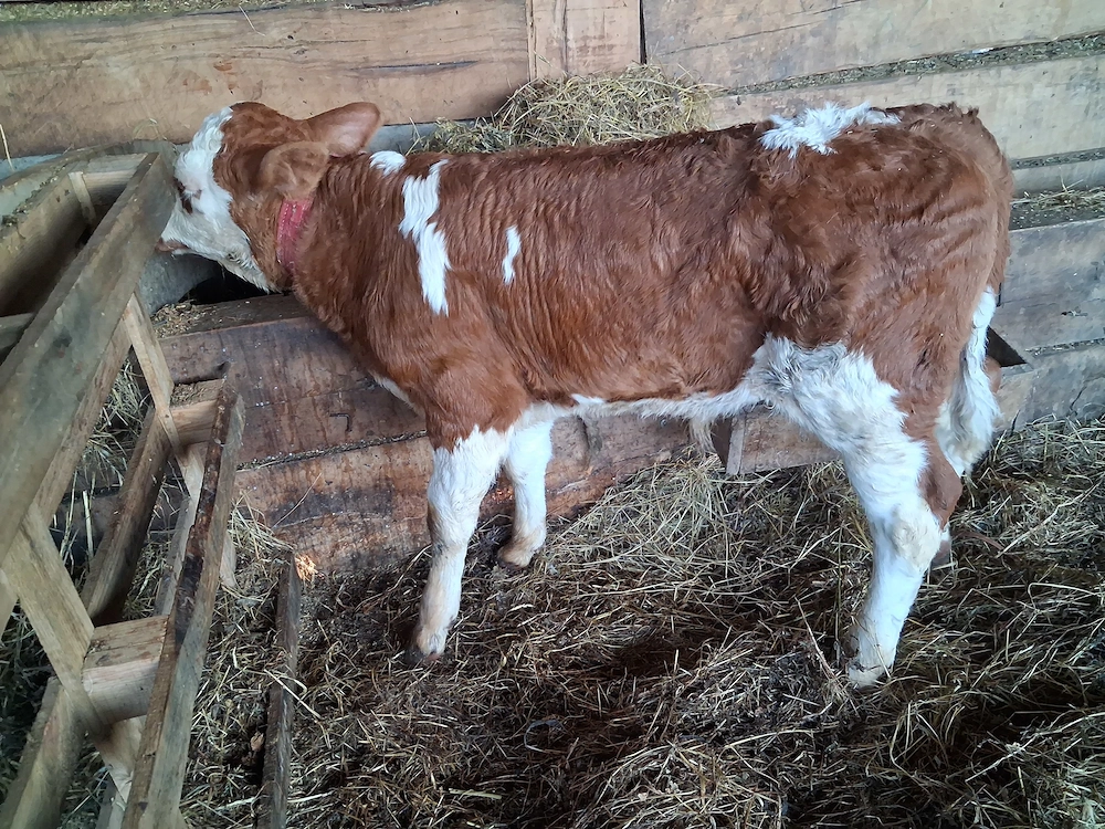 Vand un tauras baltat