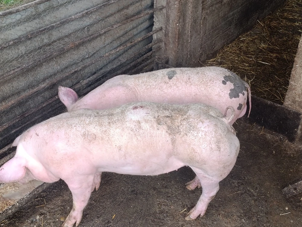 purcei pietrain 60 kg