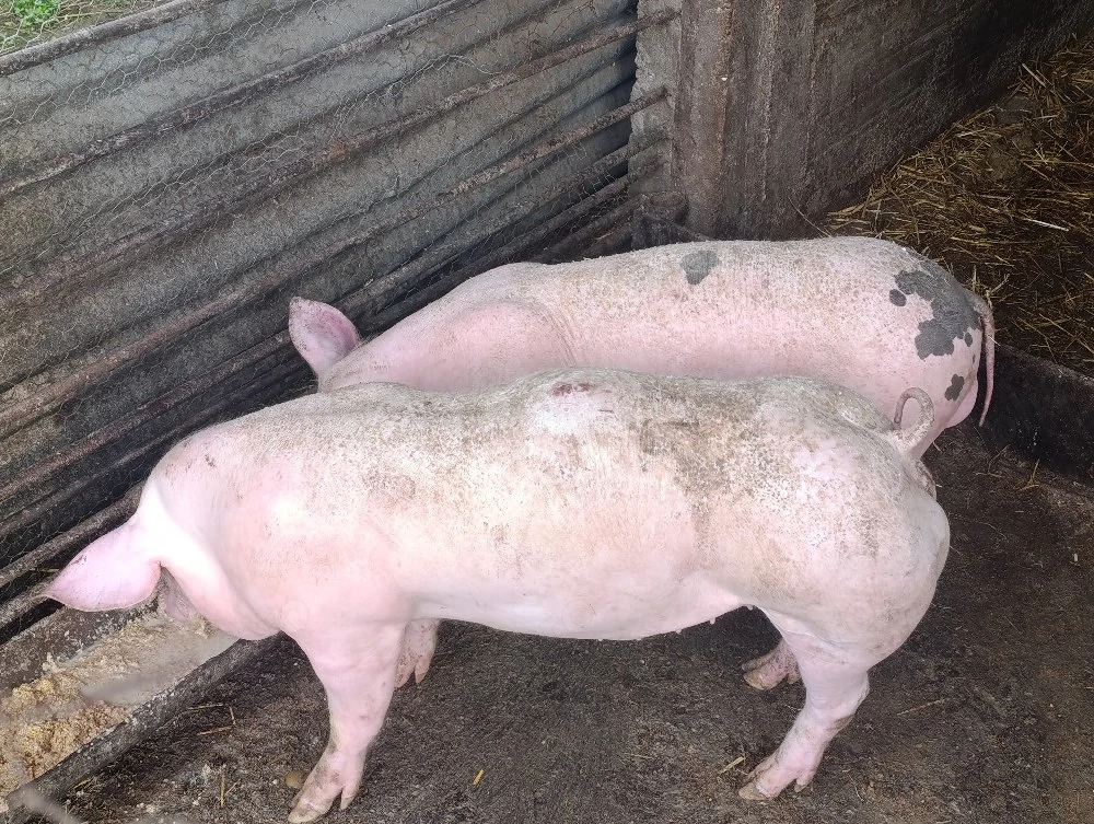 porci purcei pietrain 60 kg