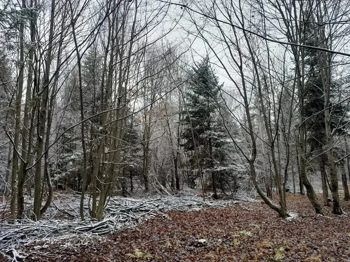 Vând teren cu pădure 61 ari zona Părteștii de sus suceava Sus jud Suceava Sus jud Suceava