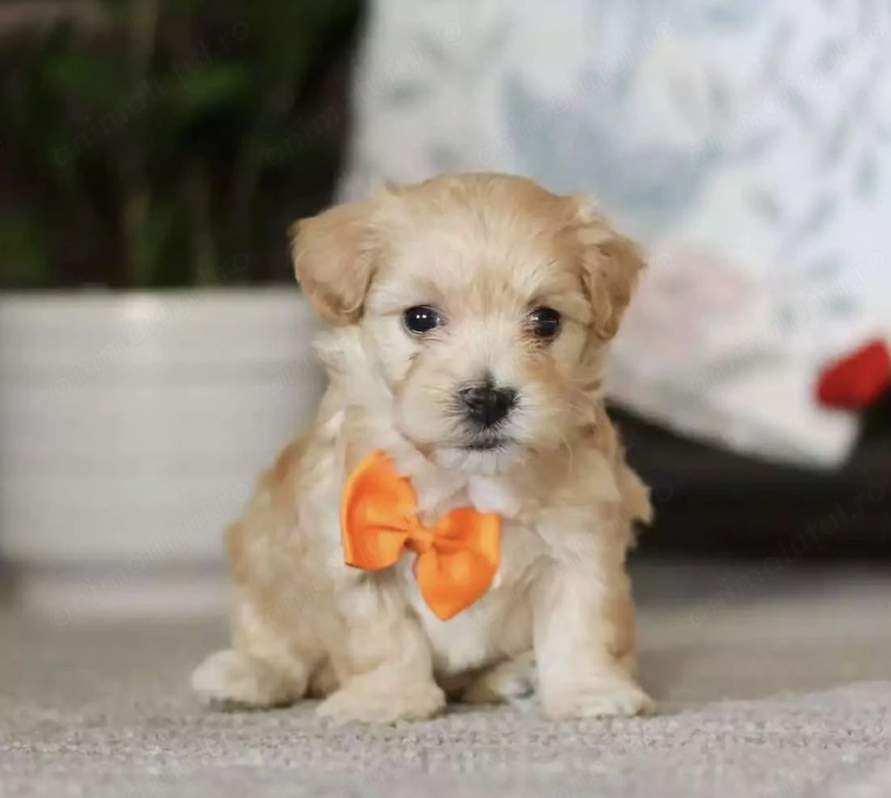 Maltipoo mascul și femelă