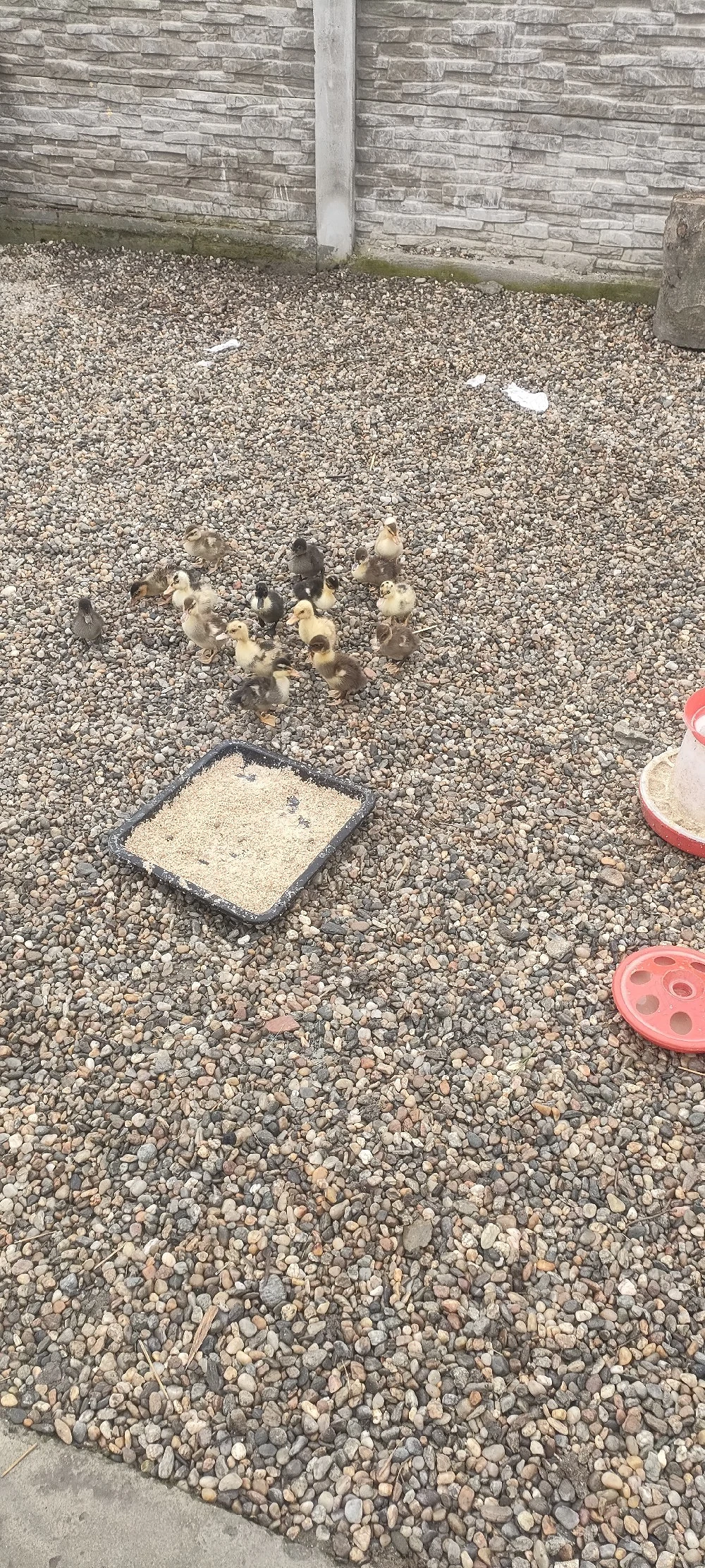 rățuște românești 