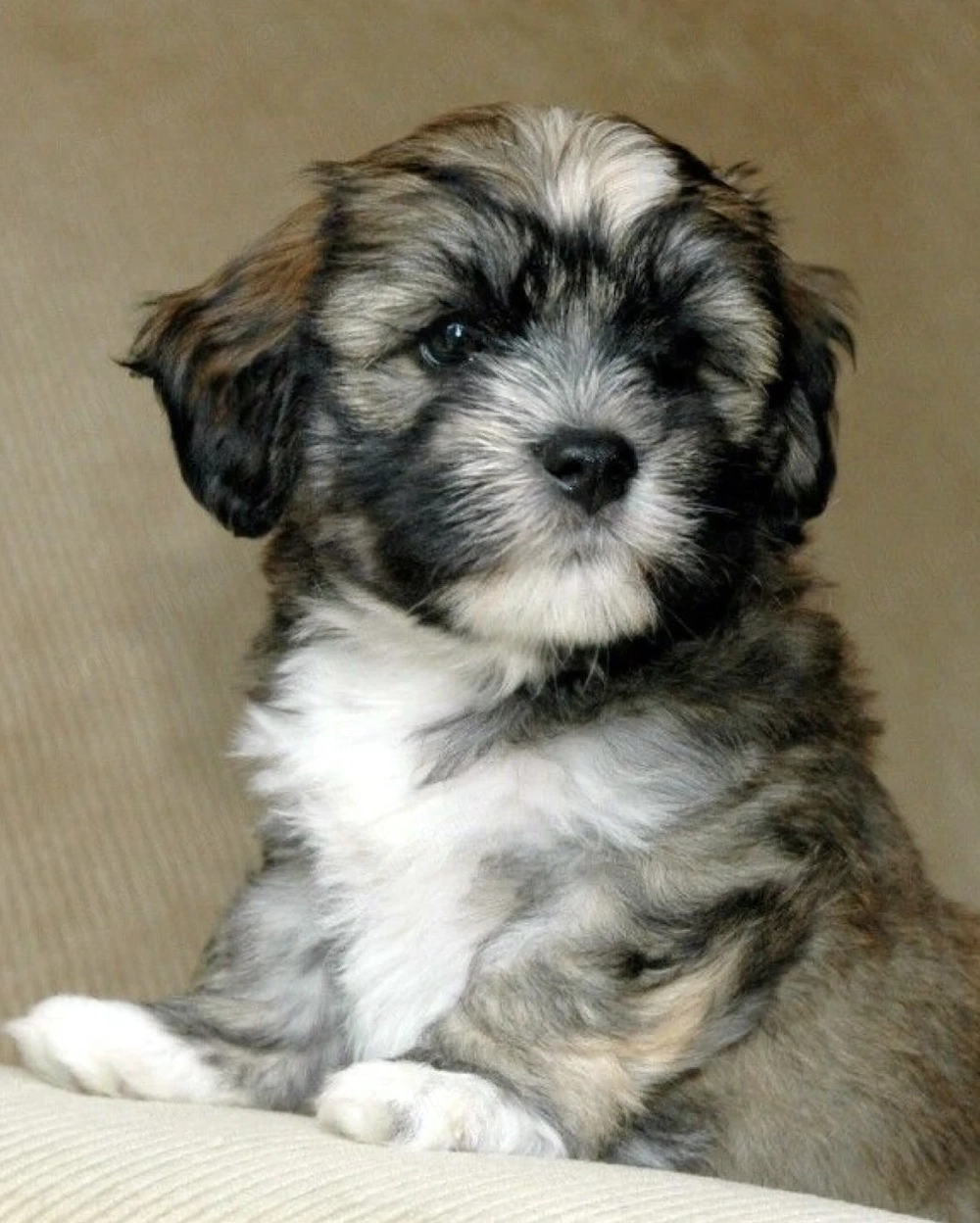 Mascul bichon Havanez talie mica