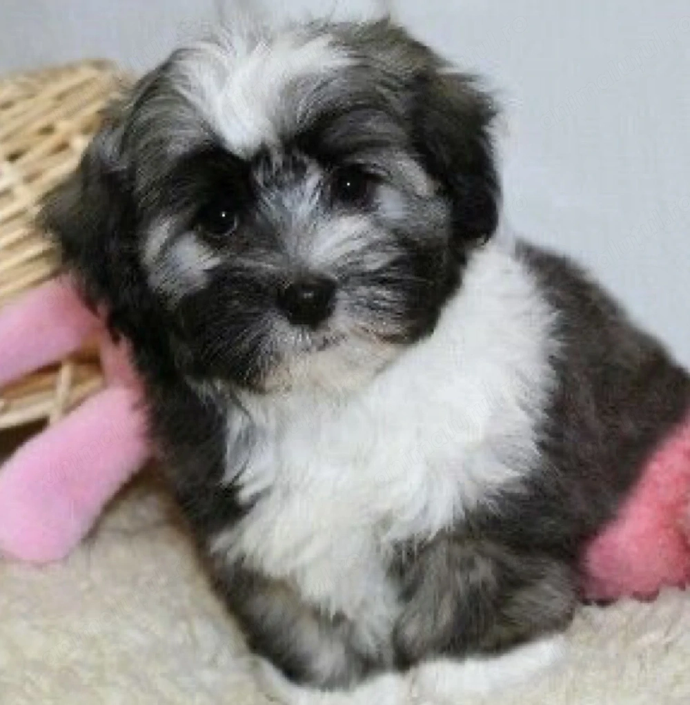 Bichon Havanez talie mica