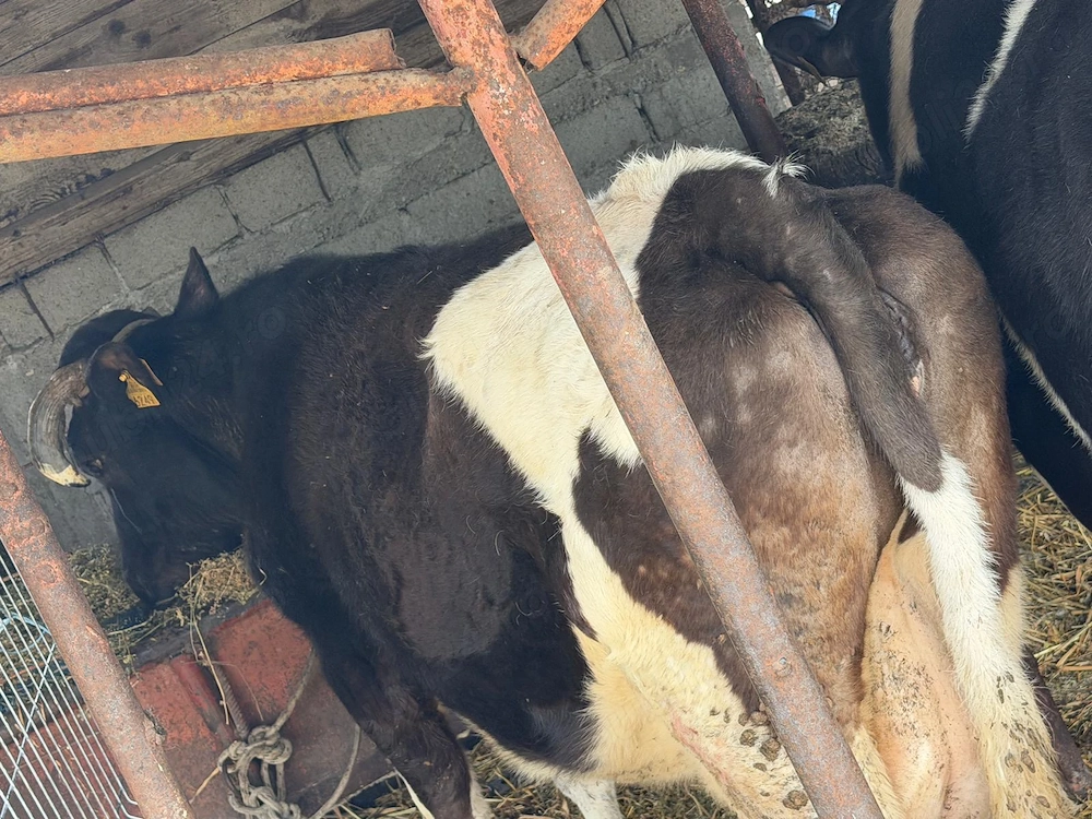 vand doua vaci pentru sacrificat