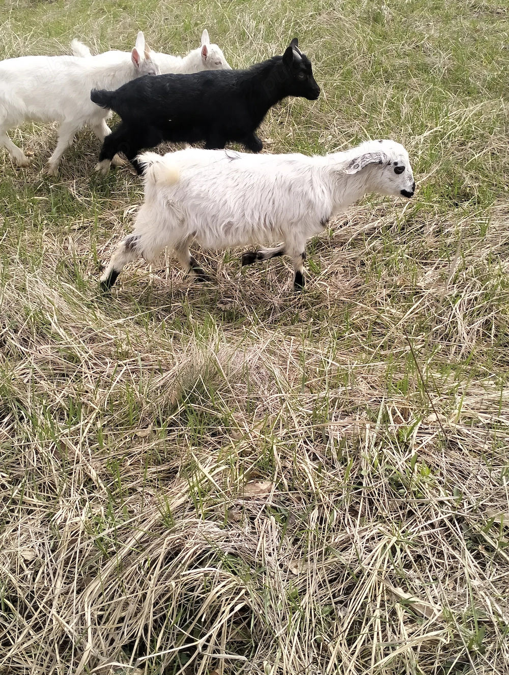 Iezi de vânzare  250 bucata.