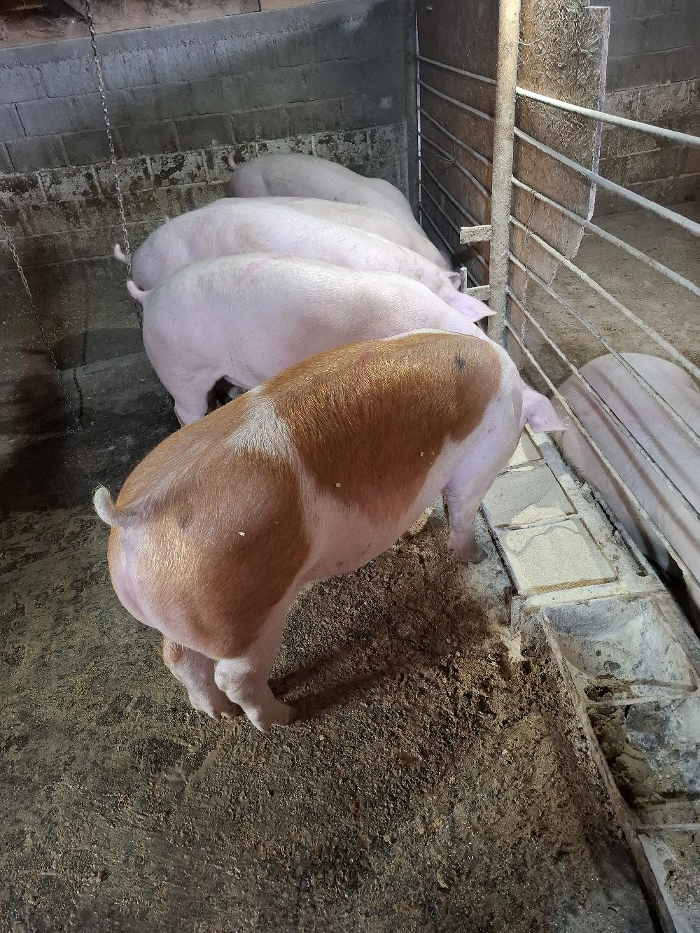 Vând porci de carne