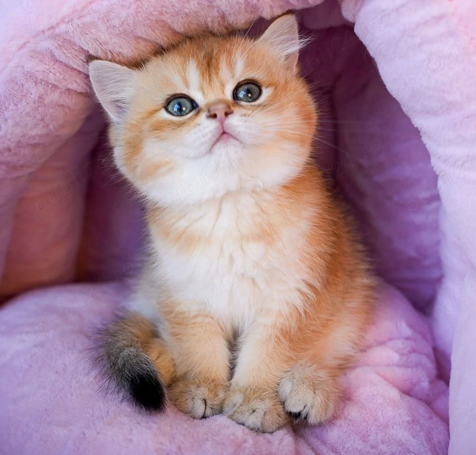 British shorthair 