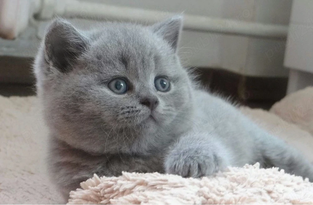 British shorthair pui