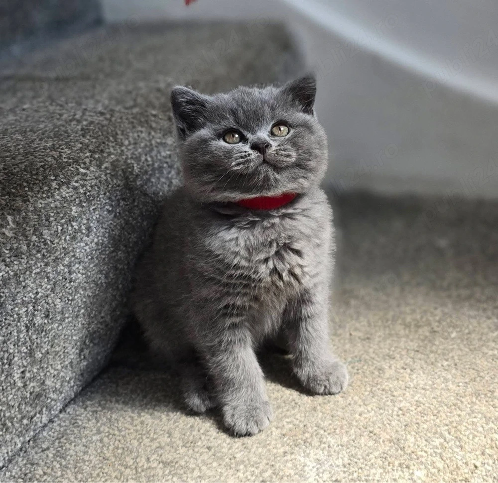 British shorthair puiuți