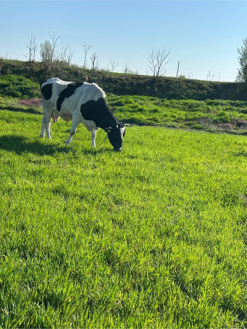 vand doua vaci cu lapte 