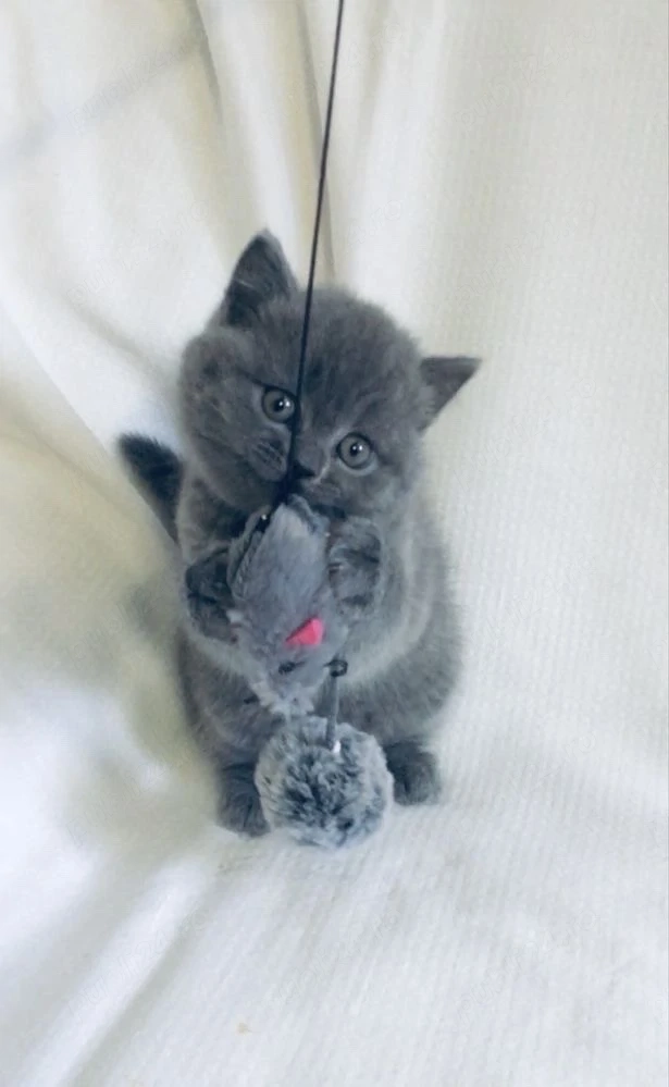 British shorthair pui