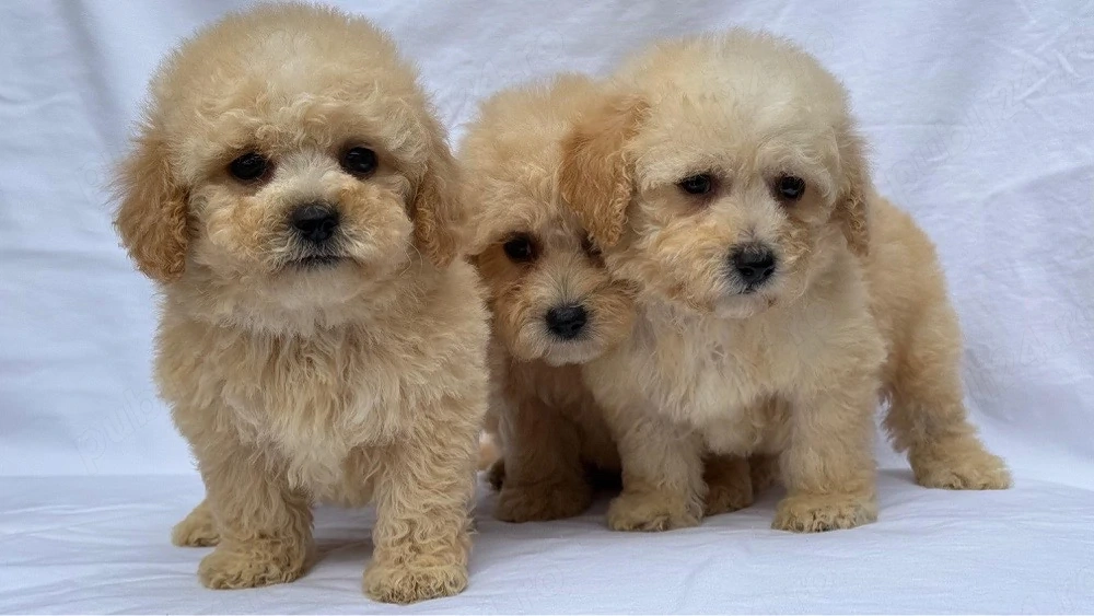 Maltipoo adorabili pudel toy+bichon mini 