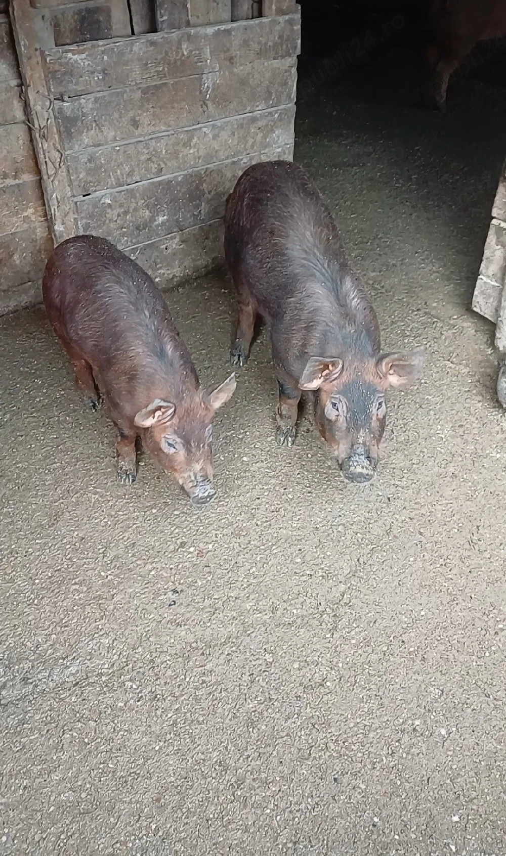 Scrofițe duroc 