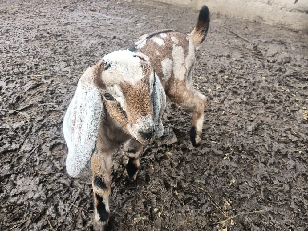 Ied anglonubian de vanzare