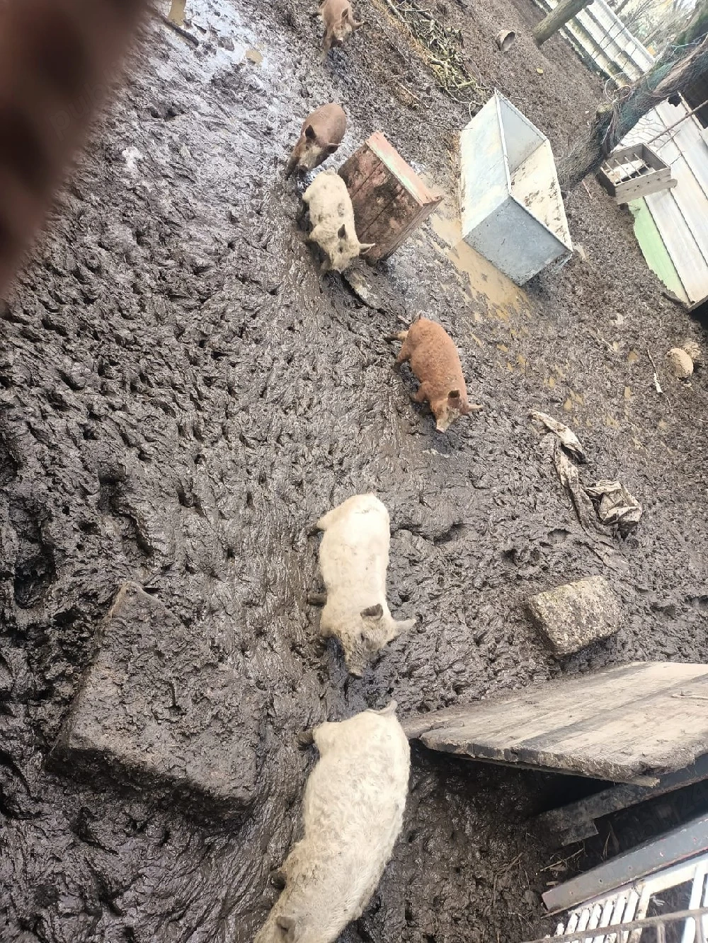 Porci mangalița de vânzare