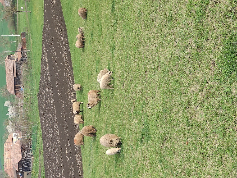 8oi și un berbec bucălău 