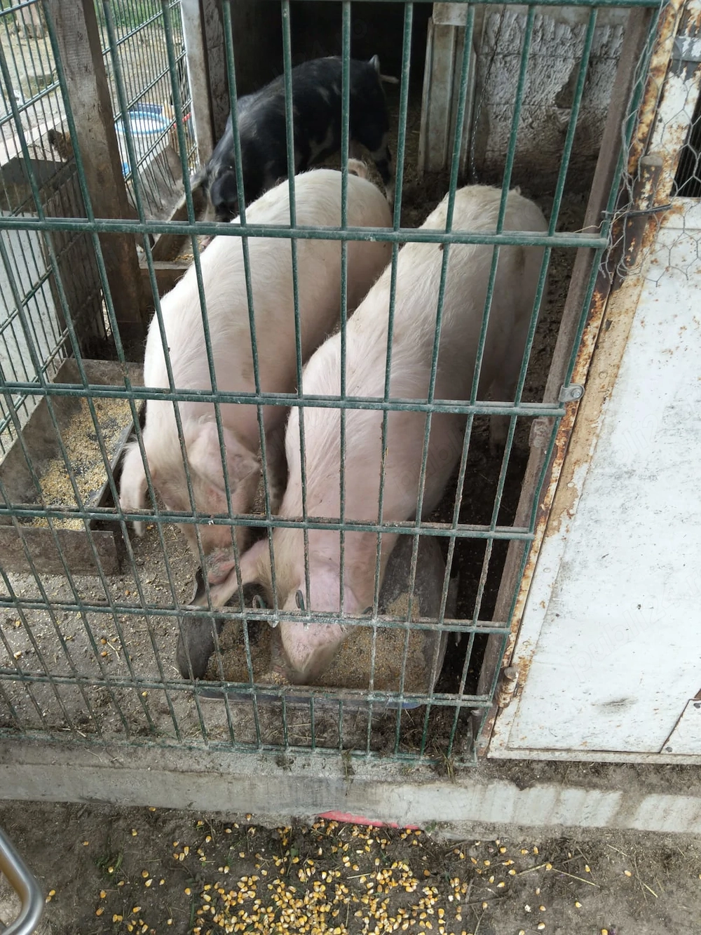 Vand porci-purcei între 50-80 kg