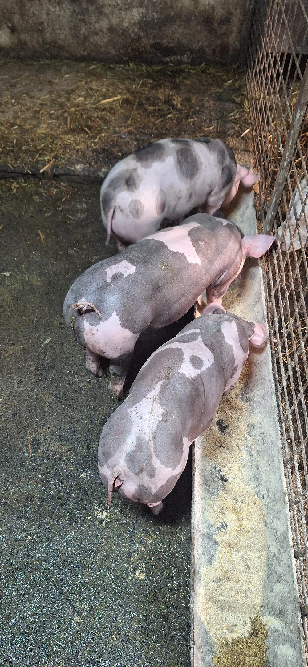 Purcei pietrean belgian