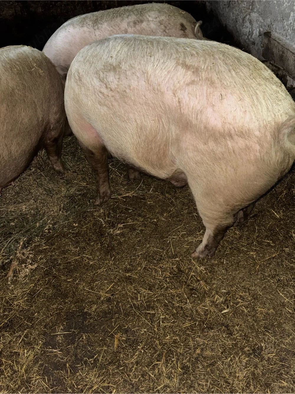 Vand porc 200-250 Kg 14 lei 