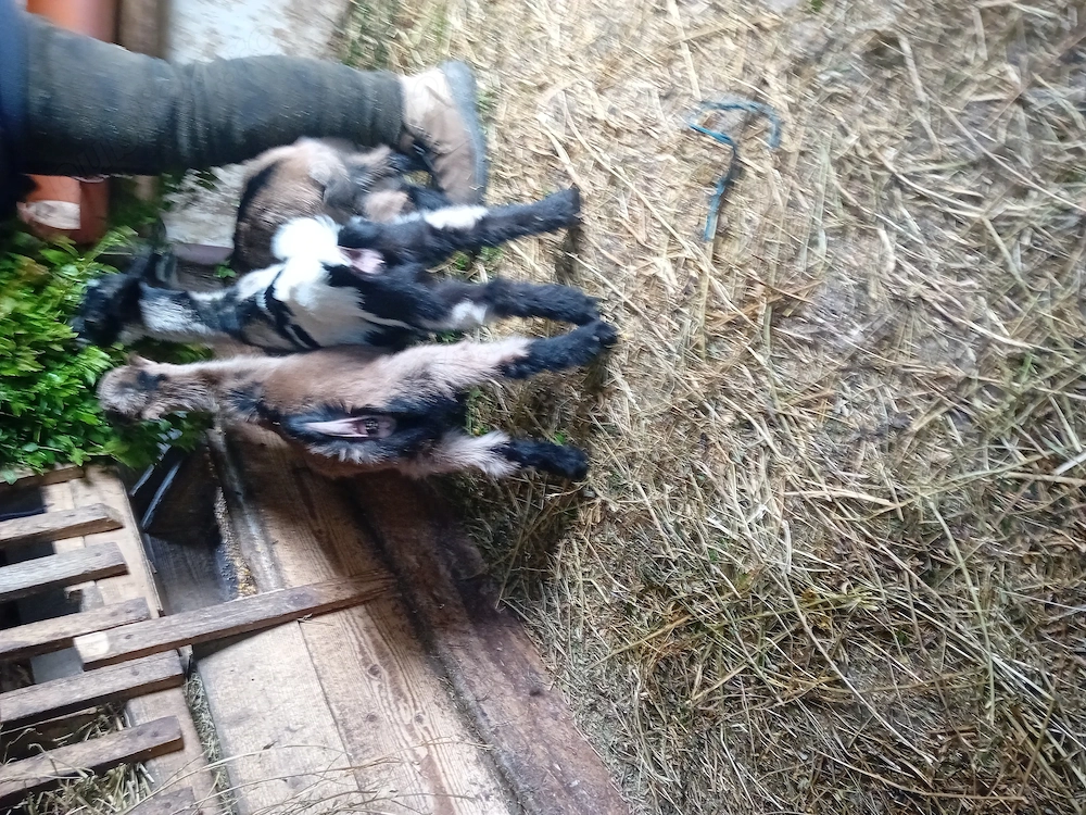 Vînd 4 capre fatate