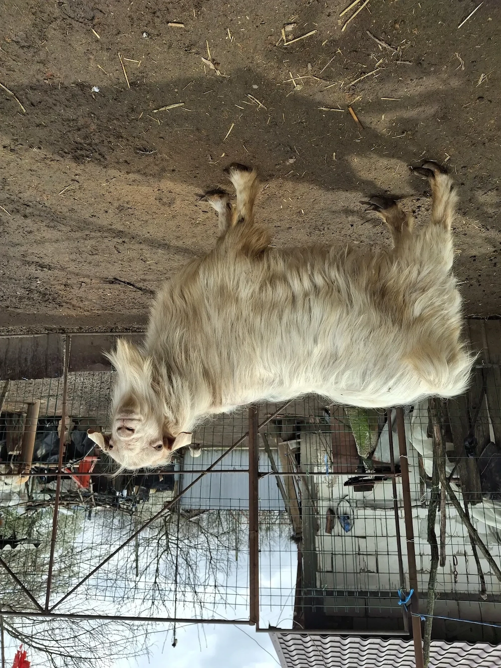 Țap de vânzare preț negociabil 