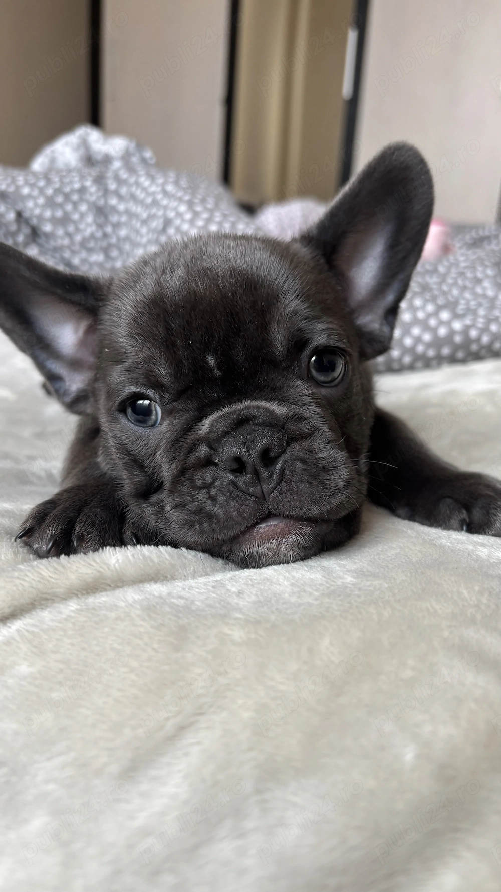 Bulldog francez blue mascul 