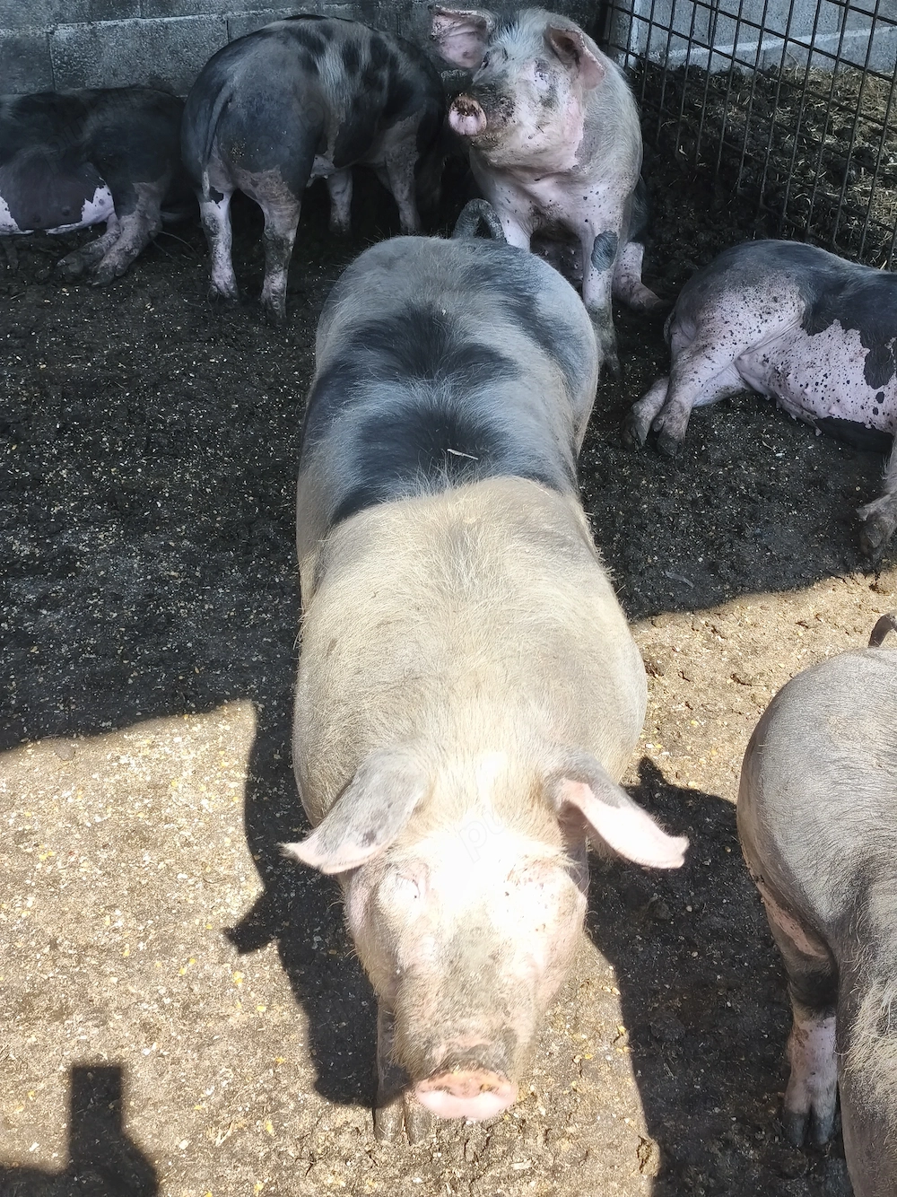 Când porci de carne 