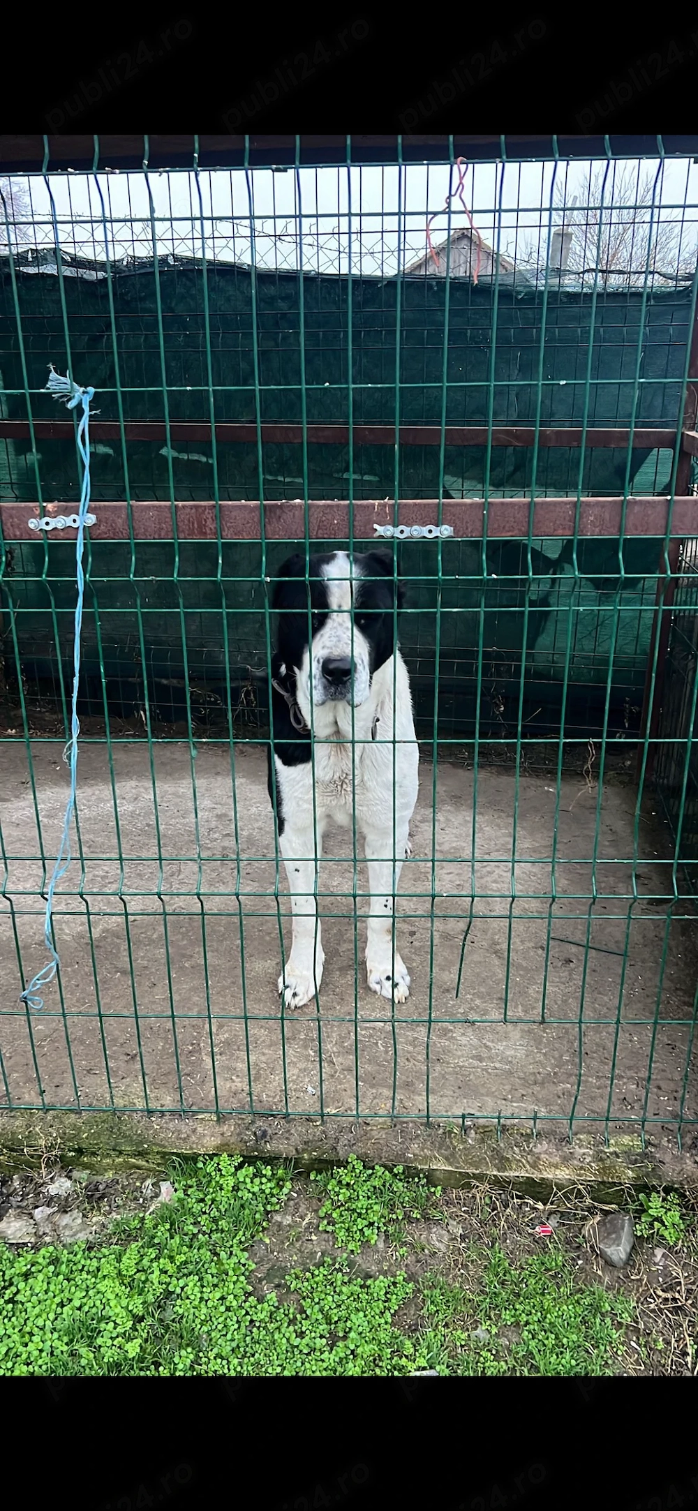 Recrutez om de curte serios familist.