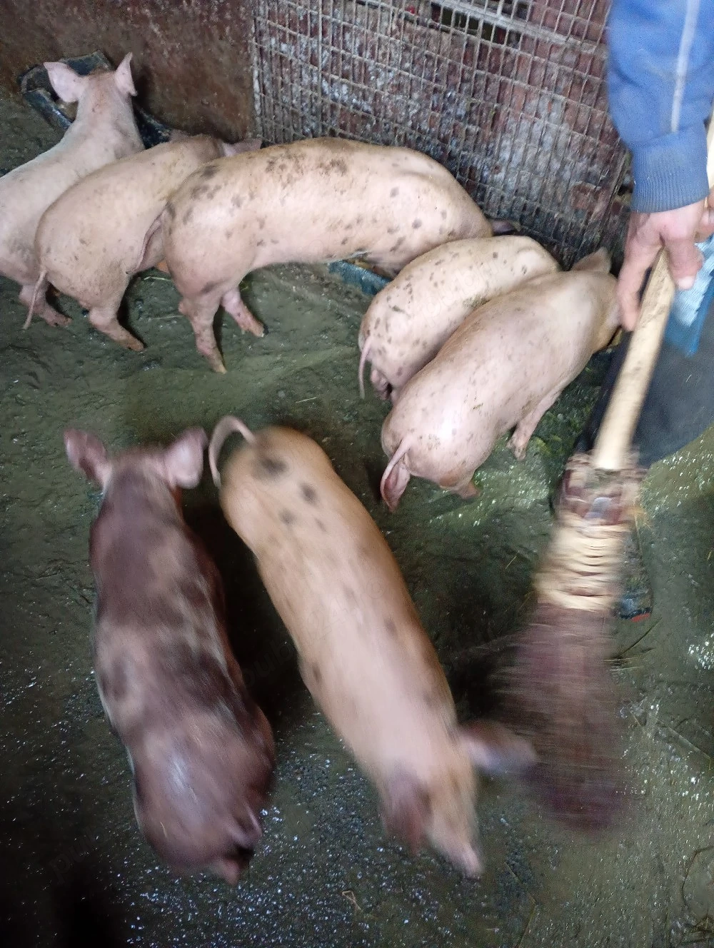 Purcei bine crescuti