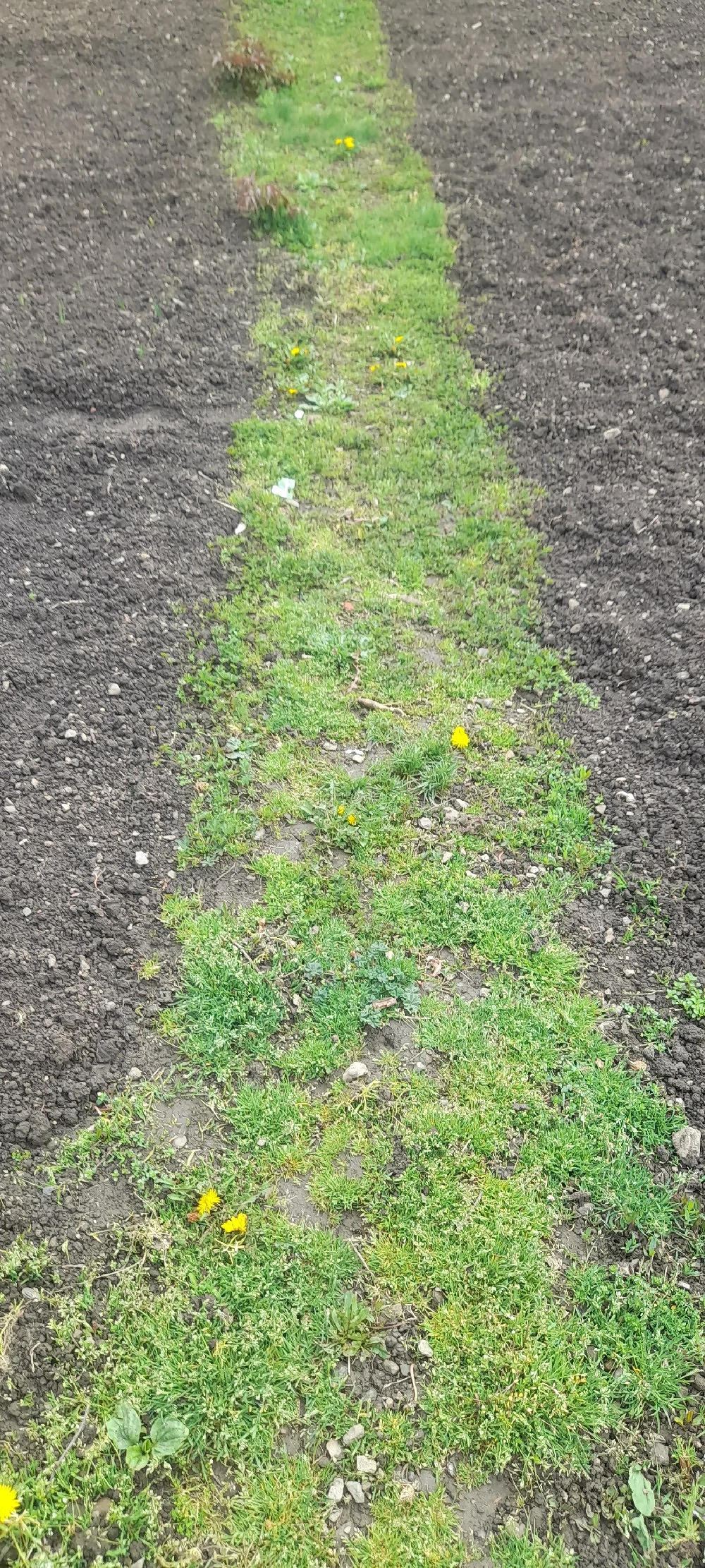 vand 2 terenurii arabile extravilan linga Oravita Brsdisorul de jos 5775mp x2 terenuri 2500eur buc