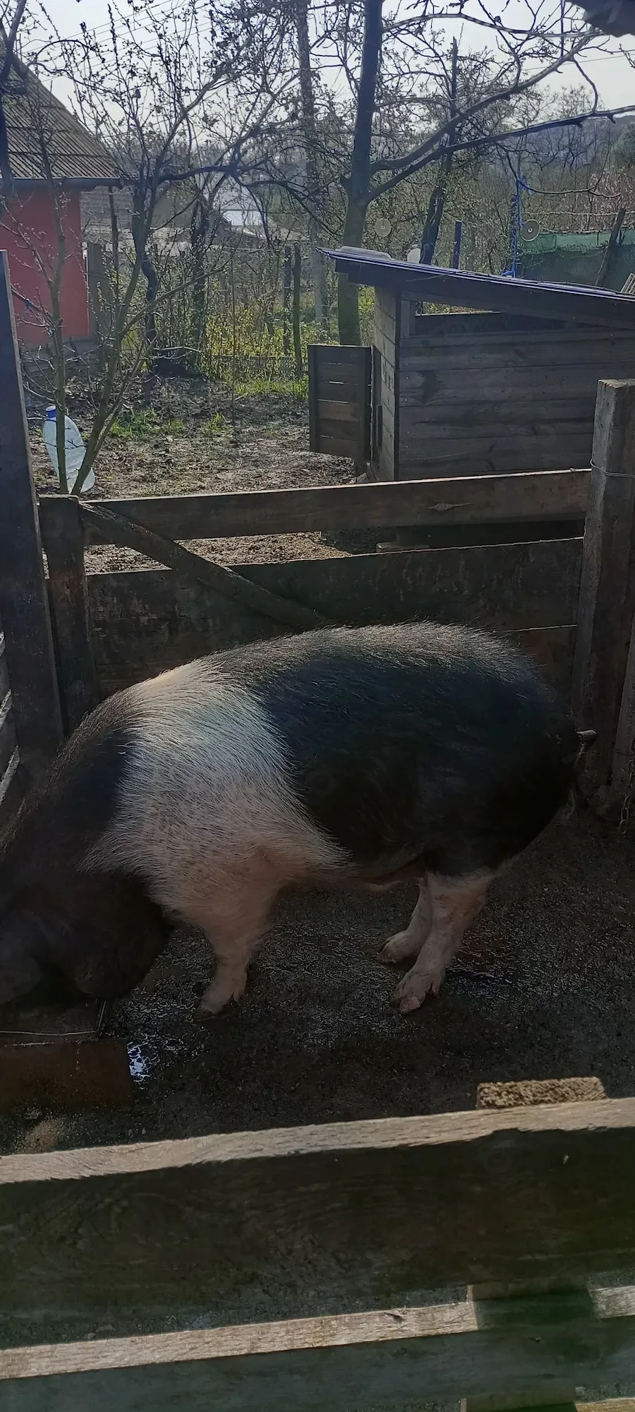 Vând porc de sacrificat Bazna . Valea largă judetul Mureș 